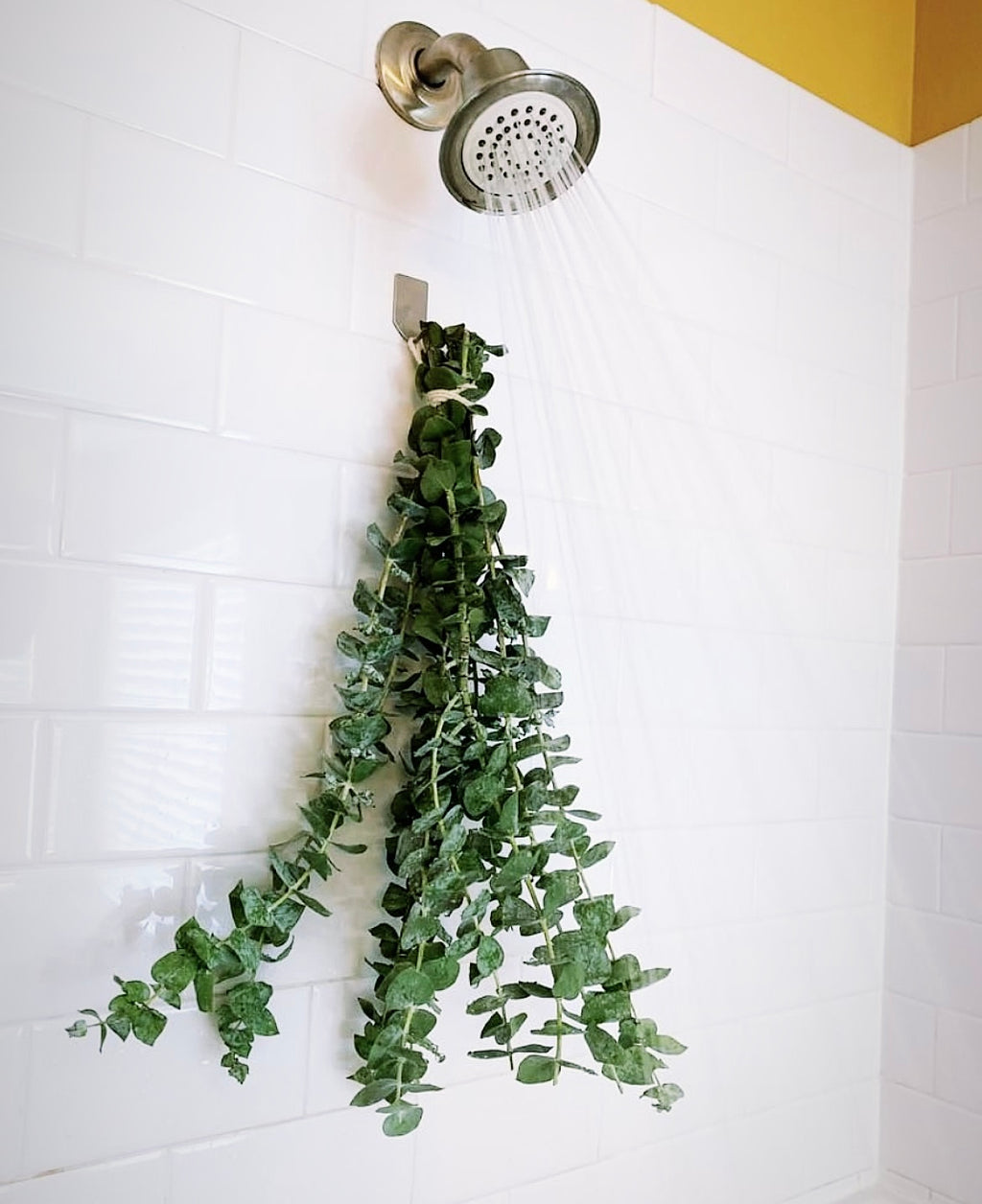 Eucalyptus Bundle