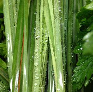 The fresh scent of Lemongrass can aid in depression and anxiety.  It has soothing, sedating, and calming effects on the mind.  In addition, lemongrass also serves as a natural bug repellent.  Over 65 hours of burn time!